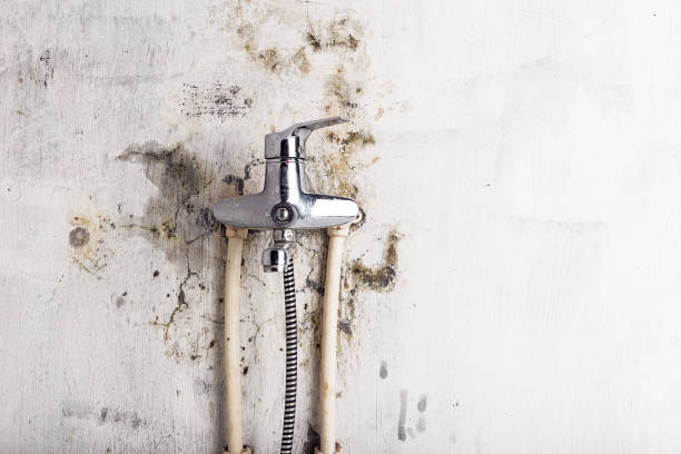 Best Emergency Mold Removal  in Saybrook On The Lake, OH