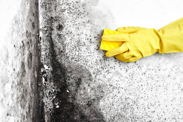 Crawl Space Mold Removal in Saybrook On The Lake, OH