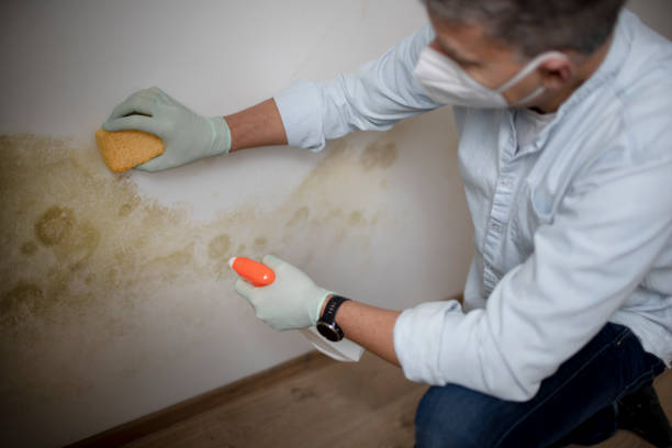 Best Attic Mold Removal  in Saybrook On The Lake, OH